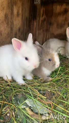 Кролики: Карликовые mini, львиная голова, рексы объявление продам