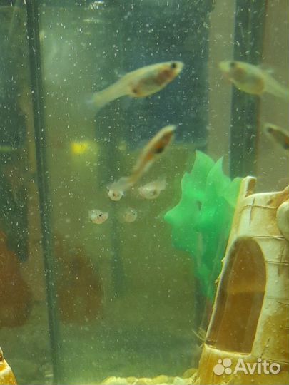 Аквариумные рыбки гуппи