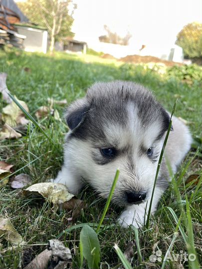 Щенки сибирской хаски