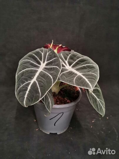 Алоказия блэк вельвет 14/25