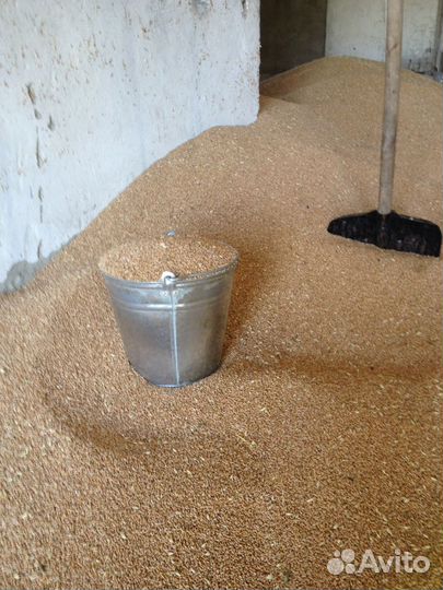 Зерно пшеницы