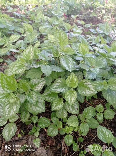 Многолетник Колокольчик садовый