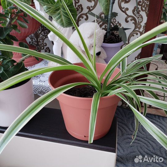 Хлорофитум