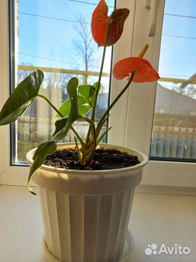 Домашнее растение Anthurium