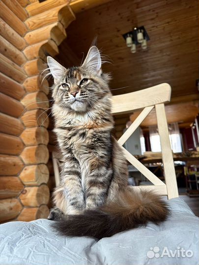 Котята Мейн-кун