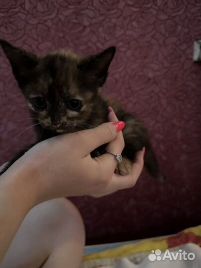 Котята