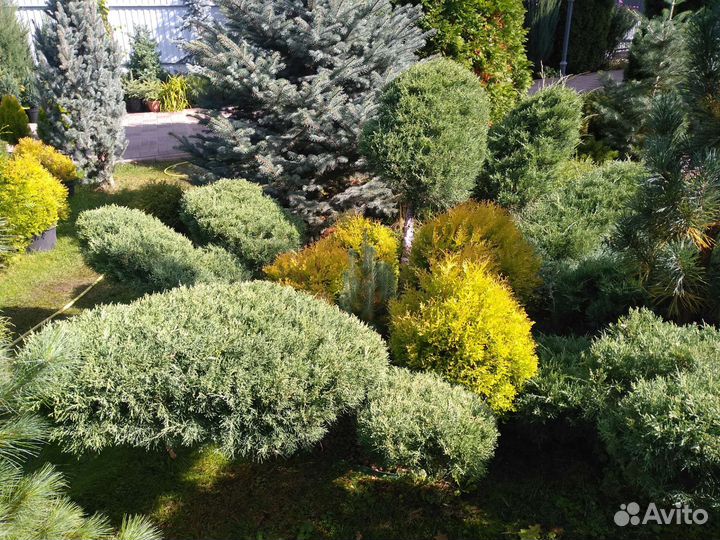 Можжевельник