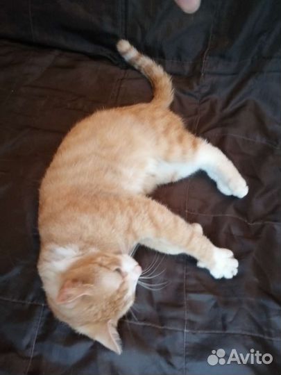 Кот говорун