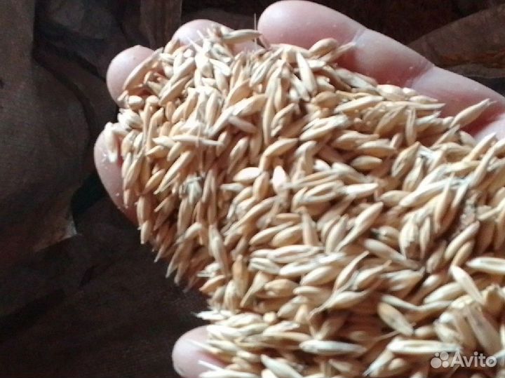 Кукуруза,овёс,ячмень