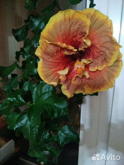 Гибискус Voodoo Magic