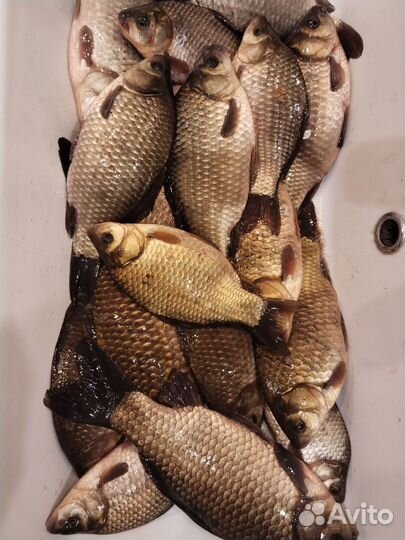 Свежая рыба карась