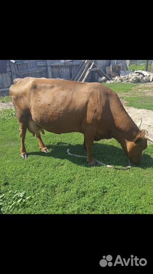Корова дойная