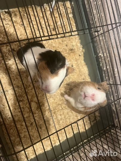 Морская свинка