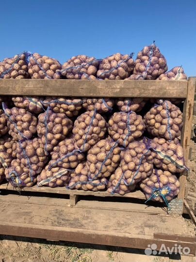 Картофель(красный и желтый)