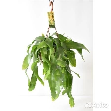 Хойя сигиталис,филодендрон,алоказия блек стем