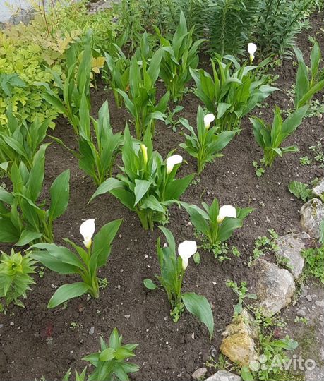 Луковицы Каллы