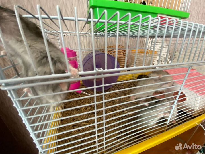 Джунгарские хомячки с клеткой