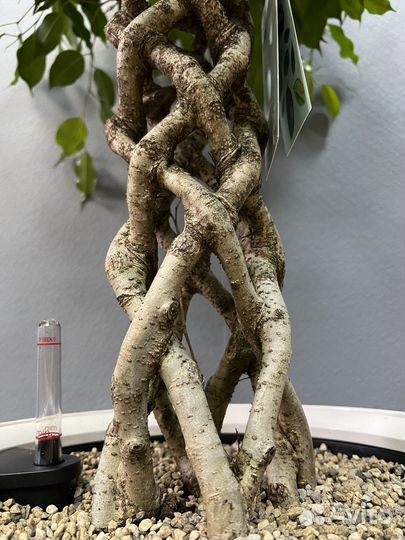 Фикус цилиндр в кашпо lechuza H 150 см