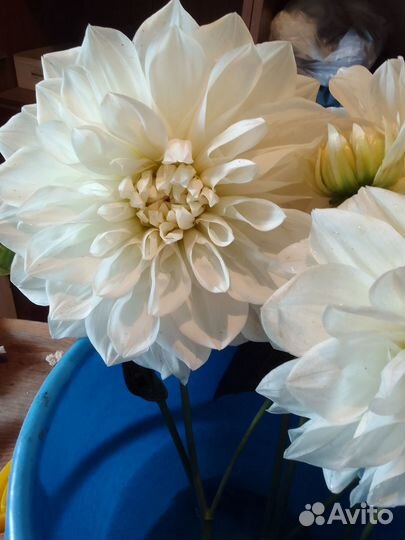 Георгины клубни