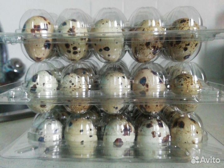 Яйца перепелиные домашние
