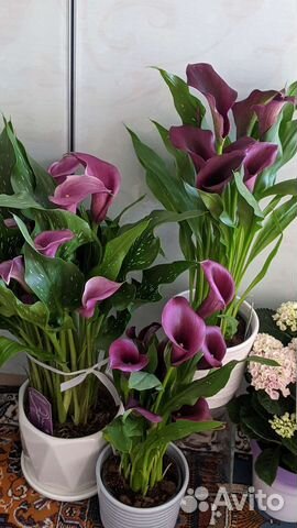 Каллы темные редкие