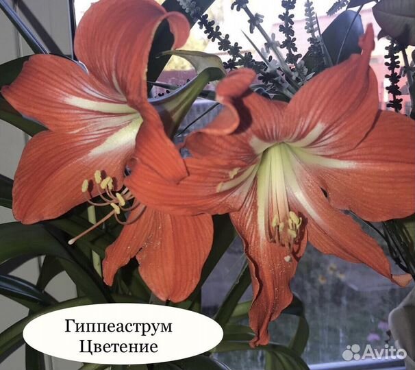 Комнатные растения (часть 1)