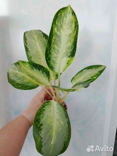 Аглаонемы 17