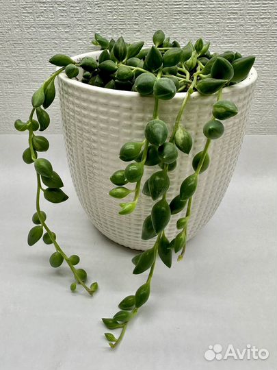 Крестовник геррейна вариегатный