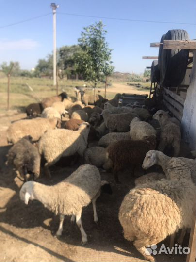Овцы