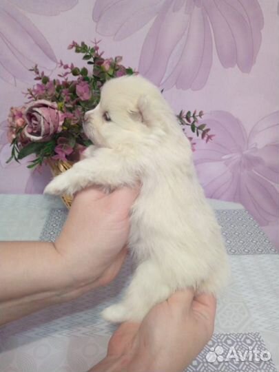 Померанский шпиц мини