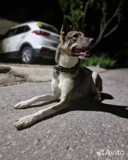 Собака в добрые руки