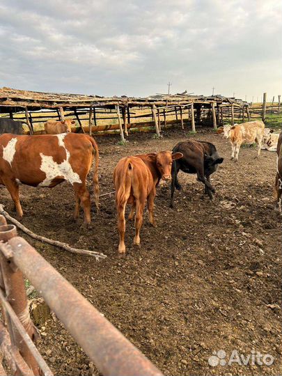 Продаю коров и телят