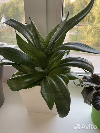 Сансевиерия (тещин язык, щучий хвост)