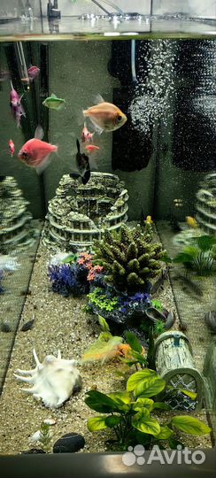 Аквариум с рыбками