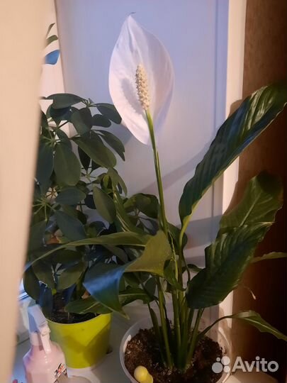 Спатифиллум,редкий, крупнолистовой на цвету