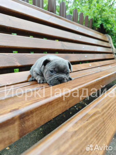 Голубой бульдог