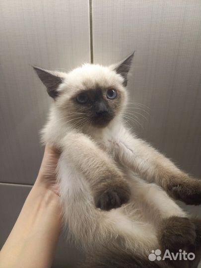 Котенок в добрые руки