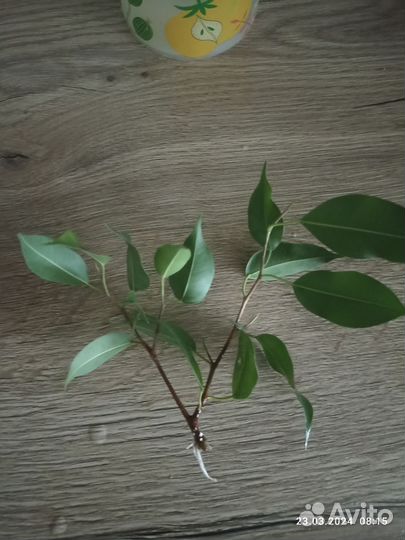 Фикус бенджамина