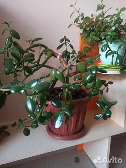 Алоэ и другие цветы