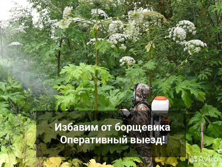 Обработка от клопов, клещей, кротов, комаров, крыс