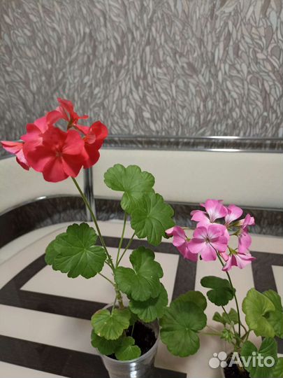 Пеларгония герань
