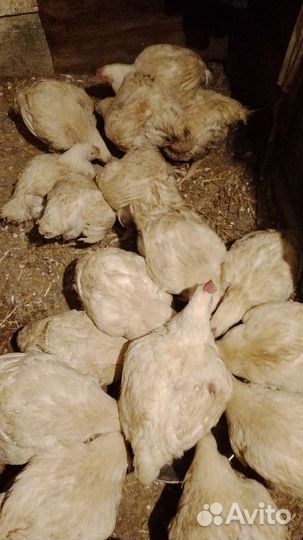 Курочка домашняя