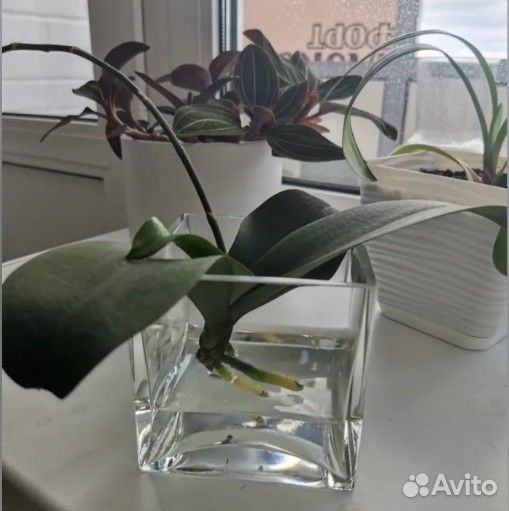 Ваза пр-ва Голландия для декора, интерьера, цвето