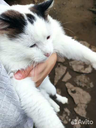 Котенок