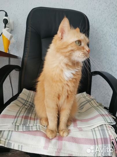 Сомалийская кошка