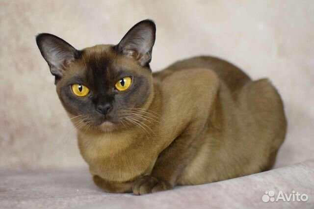Бурма-самая ласковая кошка объявление продам