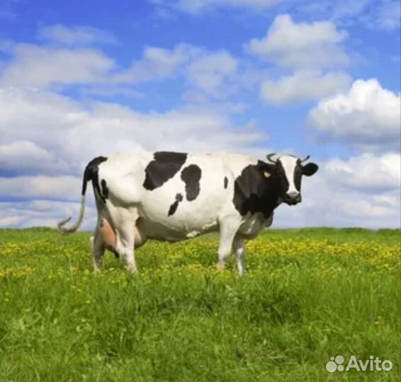 Рогатый скот