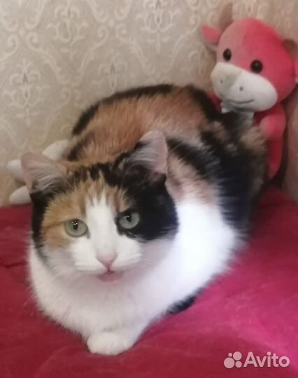 Трёхцветная кошечка в добрые ручки