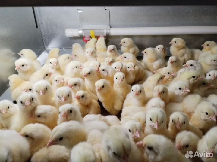 Инкубационное яйцо:бройлер, индюк, мулард