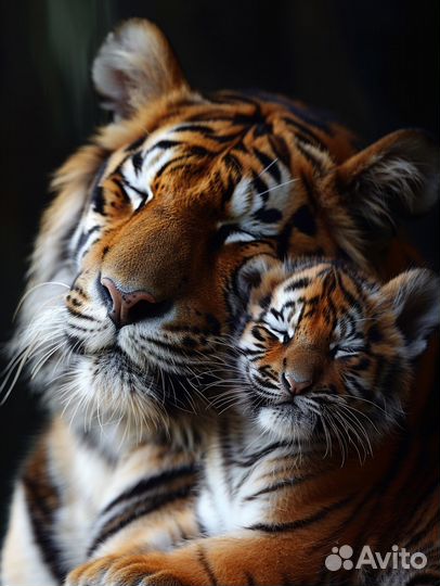 Кастрация кота на дому